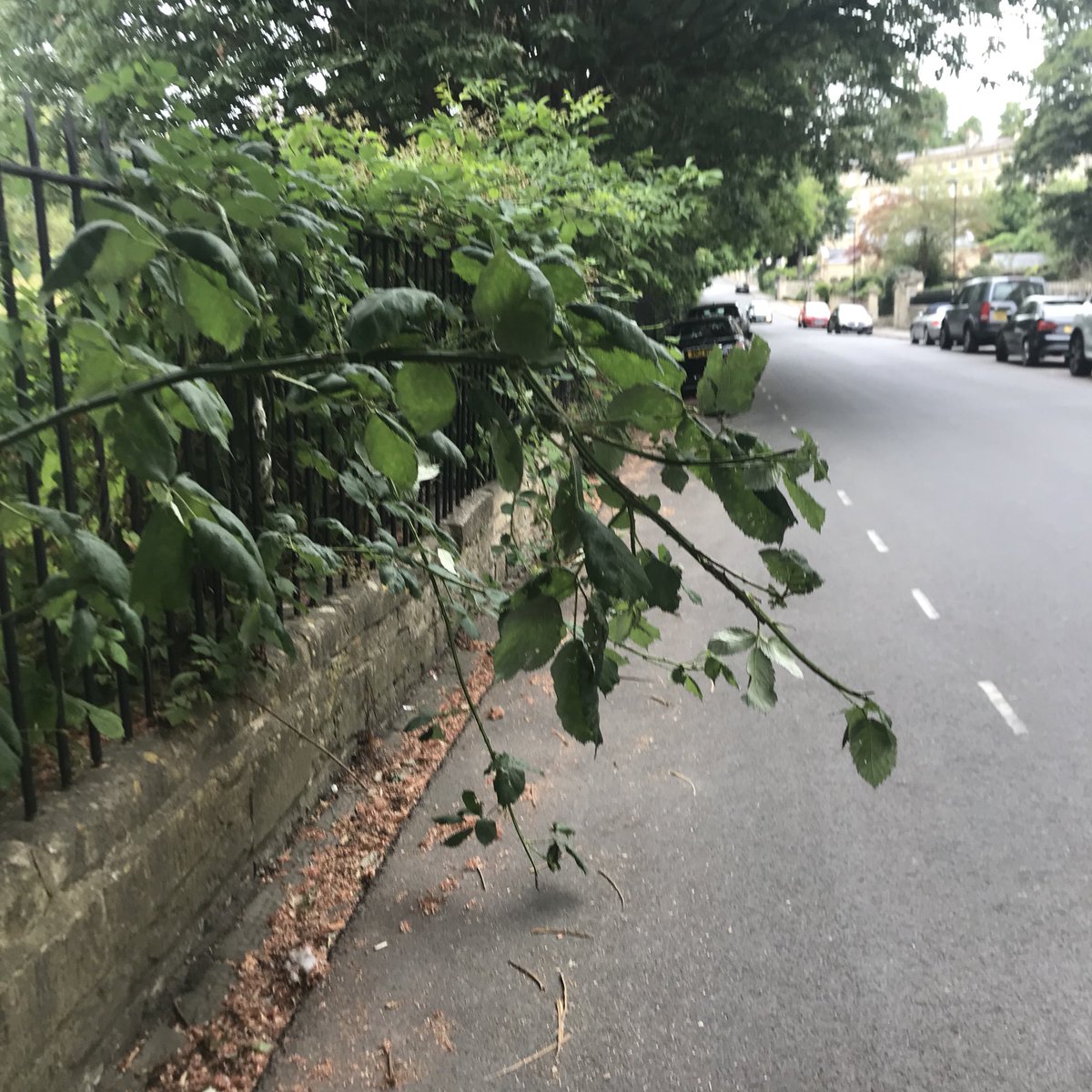 EmilioForBath's tweet photo. These are still here and need to be trimmed @ccbathnes #HighCommon #ApproachGolfCourse all along #cavedishRoad @BathnesParks . Imagine they’ll be growing further w all the rain ☔️ https://t.co/21uNIyDKwt