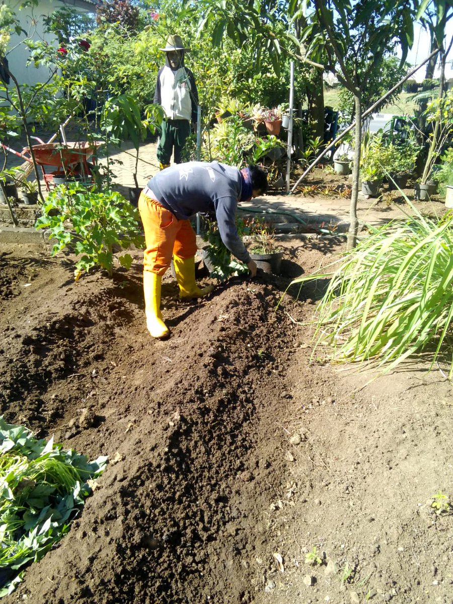 Dapatkan Inspirasi Untuk Tanaman Umbi Umbian Adalah