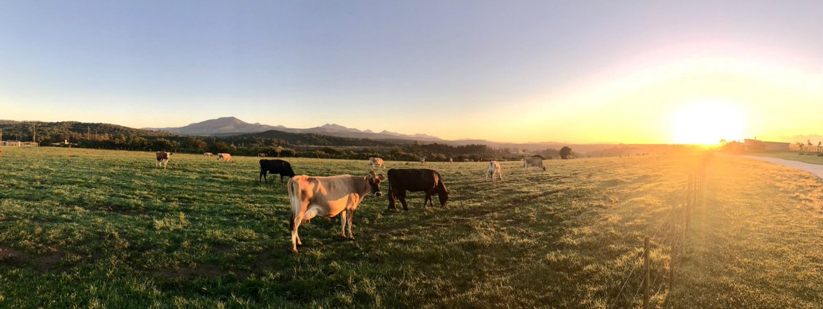 TraceandSave's tweet photo. Hey @BBCBusiness @BBCWorld @SallyBundockBBC Did you know that cows can actually be carbon nuetral? We have proved this in our research #BBCTheBriefing #BBCBizLive  https://t.co/ByeapAaS0C https://t.co/oE7dRSKXV2