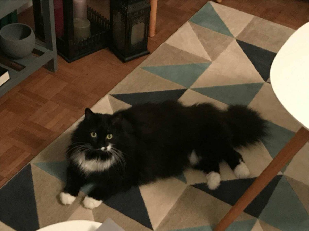 _MuVen_'s tweet photo. Alerte #chat. Vegas, ici photographié, cherche nouveaux humains domestiques rapidement. Il attend sagement à #Nantes. Info : https://t.co/abT4t4S3Qn
Poke @BenLNGS https://t.co/SxATjvmr8A