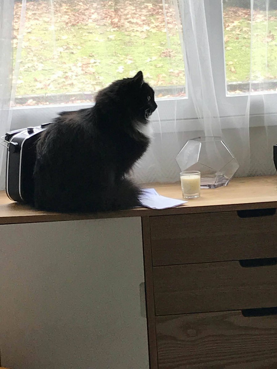 _MuVen_'s tweet photo. Alerte #chat. Vegas, ici photographié, cherche nouveaux humains domestiques rapidement. Il attend sagement à #Nantes. Info : https://t.co/abT4t4S3Qn
Poke @BenLNGS https://t.co/SxATjvmr8A