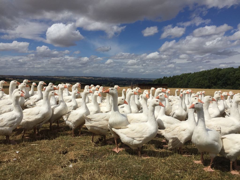 Here are our (not so new!) arrivals - from day old to 2 months old! We get our goslings in as day-olds and rear them from then. They're now out in the field enjoying the beautiful Cotswold view we're so fortunate to have here. #FarmShopUk #farmers #farming #goslings #geese