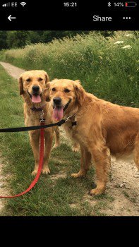 MissingPetsGB's tweet photo. 🐶 #MISSING 18/7/18
NYLA
went missing from fields south of #M62
Golden Retriever
#WestCowick/#Sykehouse/#Pollington, #Yorkshire
#DN14
Adult. Chipped.
Collar.
**REWARD FOR SAFE RETURN**
Contact 07861 289373.
#BRINGNYLAHOME https://t.co/TB6dRXF7ad
