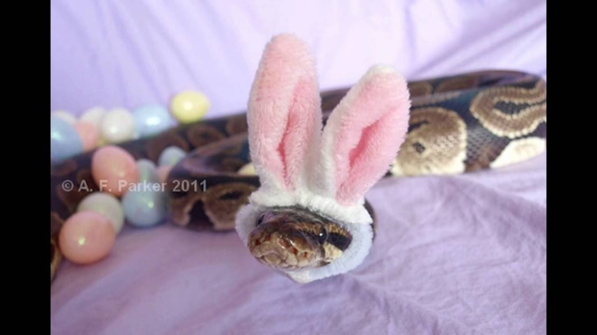 cute ball python with hat