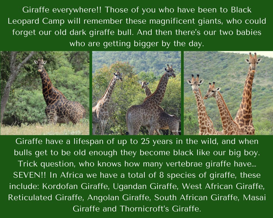Giraffe everywhere!! Those of you who have been to Black Leopard Camp will remember these magnificent giants, who could forget our old dark giraffe bull. And then there’s our two babies who are getting bigger by the day.