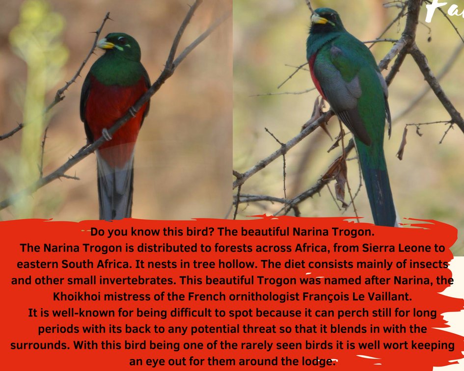 Do you know this bird? The beautiful Narina Trogon.

The Narina Trogon is distributed to forests across Africa, from Sierra Leone to eastern South Africa. It nests in tree hollow