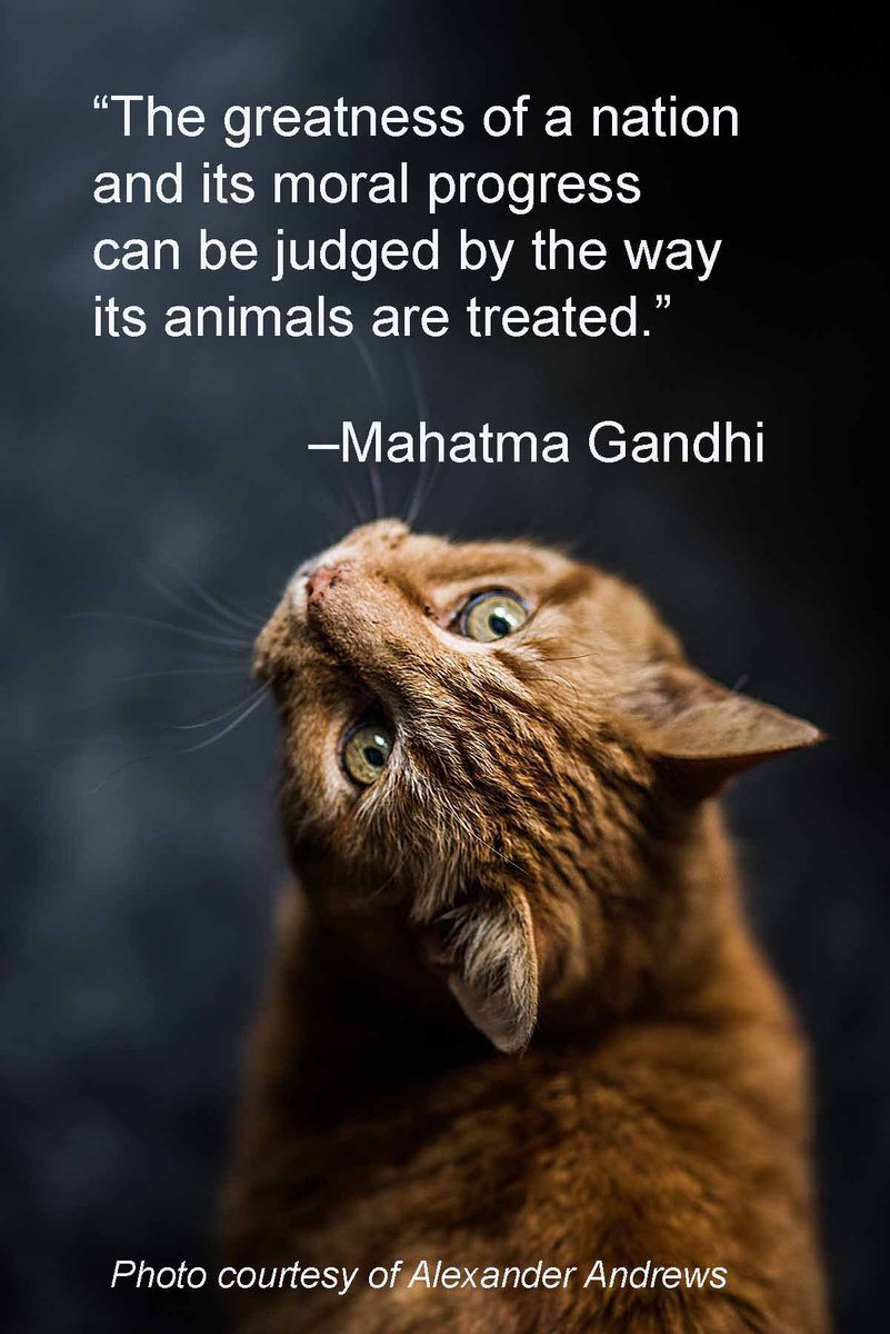 To thank you, if possible, we’d bake a cake = to the >38MM lbs of pet food you’ve helped give to rescue dogs/cats over the last 10 yrs. The cake would be 160-by-90 ft. Extra thx to <a href="/ArchwayGallery/">Archway Gallery</a> for donating 50% of sales from its 10th Juried Art Exhibit &amp; hosting a food drive.