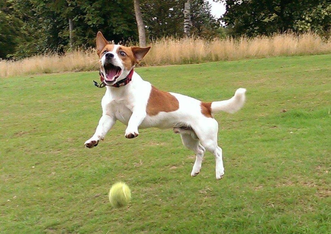workwewalk's tweet photo. ERMAGAAAAD!! IT'S MONDAY!!!
#@work?wewalk! #wewalk #k9adventurizing #TeamTerrier #teamterrier #jackrussell #jackrussells #jackrussellsofig #jackrussellsofinsta #jackrussellsofinstagram #jackrussellterrier #jackrussellterriers #allweatheradventuredaycare #adventurousjackrussells https://t.co/crMFTMjP6o