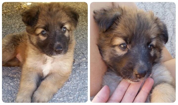 #MADRID
𝐔𝐑𝐆𝐄𝐍𝐓𝐈𝐒𝐈𝐌𝐀 𝐀𝐂𝐎𝐆𝐈𝐃𝐀 𝐨 𝐀𝐃𝐎𝐏𝐂𝐈𝐎𝐍 para TATACHAN,cachorra Xpastor aleman de 1 mes de vida
Sus hermanos han sido sacrificados,SOLO queda ella y si no encontramos acogida NO podremos salvarla
#cachorros
#acoge
#acogida
📩facenuevavida@gmail.com