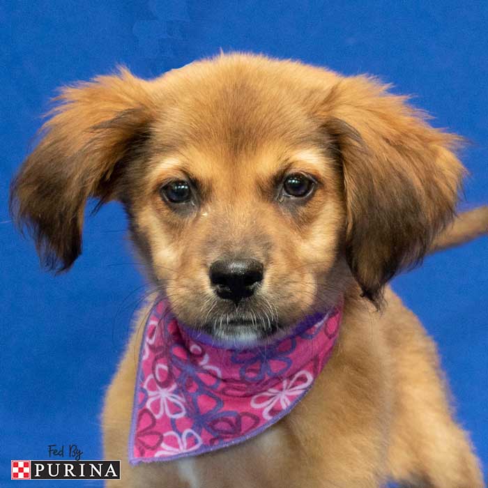 Michigan Humane on Twitter: Michigan Humane on Twitter: