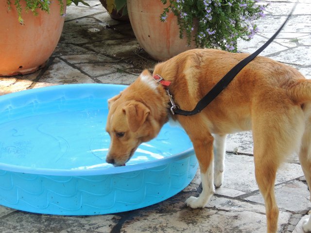 sabotgarden's tweet image. Which dog breed chases anything that’s red? A bull dog! 5 more days until Dog Days of Summer. Bring your furry friend to the Garden for some fun activities and learn some new information available to dog owners. #dogsofsatx ow.ly/s0qP30l9JVN