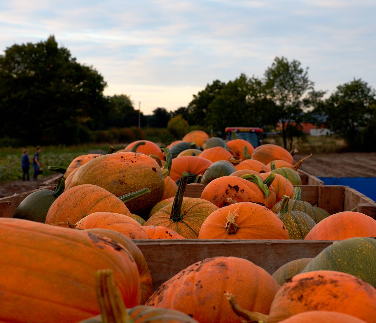 farm_pumpkin's tweet photo. #pumpkins https://t.co/h8DLEE8061