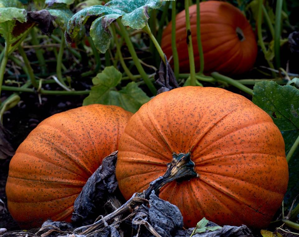 farm_pumpkin's tweet photo. #pumpkins https://t.co/h8DLEE8061