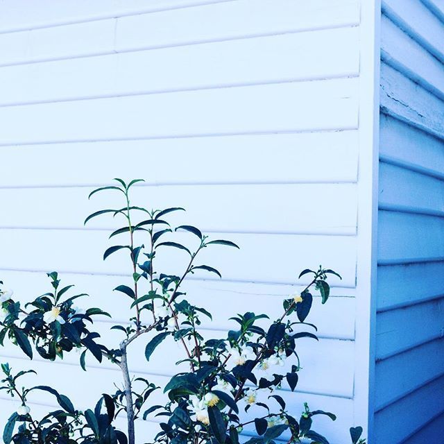 Squawk Digital tweet media