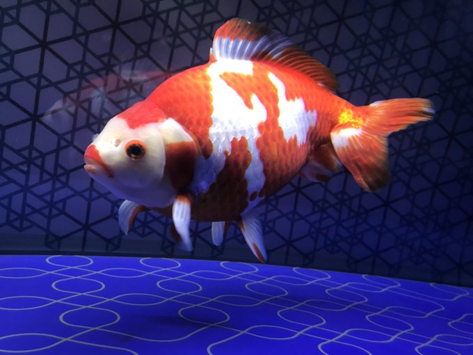 観賞魚フェアのtwitterイラスト検索結果