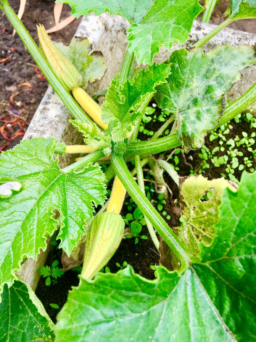 danieln66703756's tweet photo. My courgette plant was on the brink . Iโve nurtured it back to life and thereโs 5 babies sprouting on it now ๐ #yellowcourgette #courgette #growyourown #seaair #Aldeburgh #Suffolk https://t.co/uzM4pJpG6M