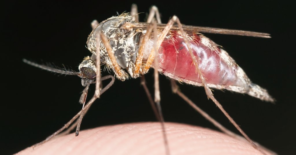 Everything you need to know about the new malaria relapse prevention drug. ms.spr.ly/6010r4fNj