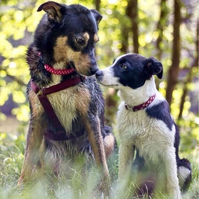 Aujourd'hui, c'est la journée mondiale de l'amitié 🐶😻 Une raison supplémentaire pour faire 3X plus de câlins à votre meilleur ami 😘❤️ Bonne journée à tous ! 
Merci à @elliewouaf pour la photo 🙏🏻
.
.
.
.
#dogsofinstagram #friendship #friendshipday… ift.tt/2vbIRci