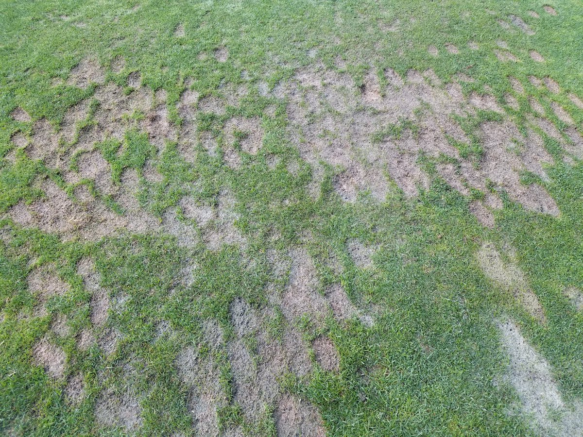 bpeveichturf's tweet photo. This guys must be sore today! #beatingballs https://t.co/3Pwnt7Zatg
