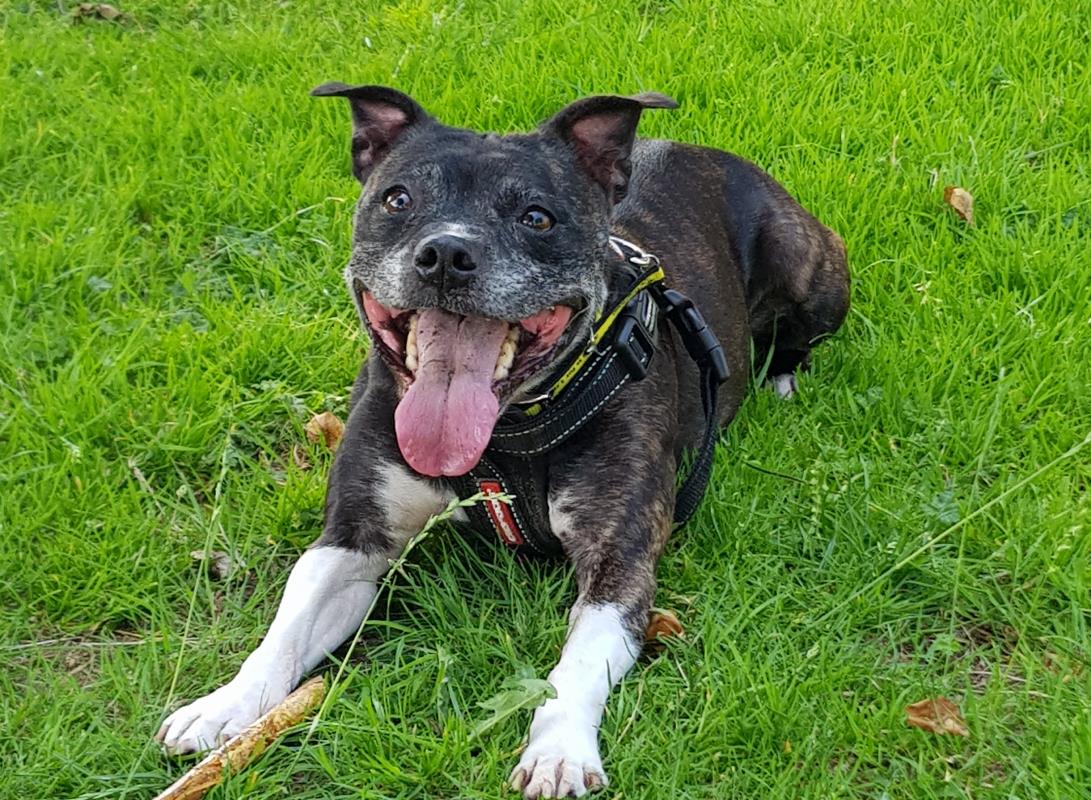 DogsTrust Manchester tweet media