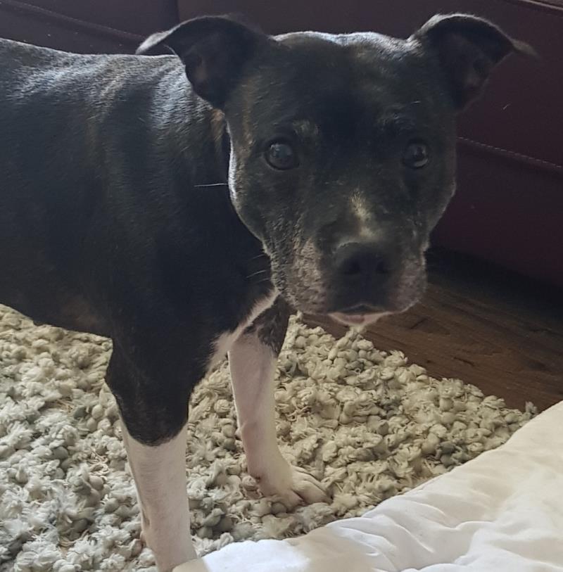 DogsTrust Manchester tweet media