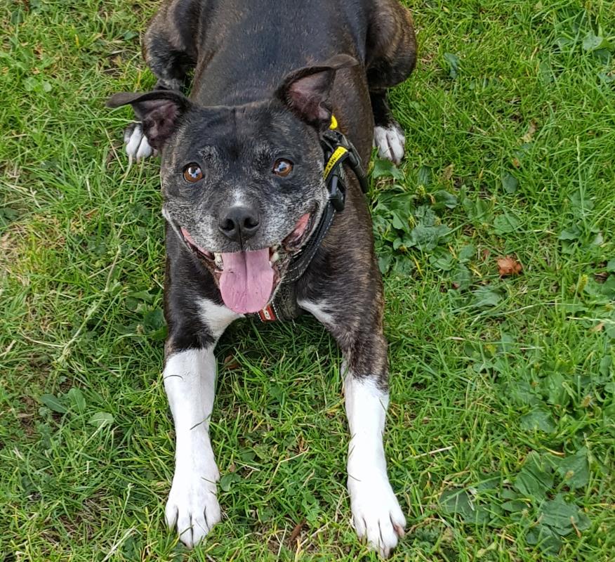DogsTrust Manchester tweet media