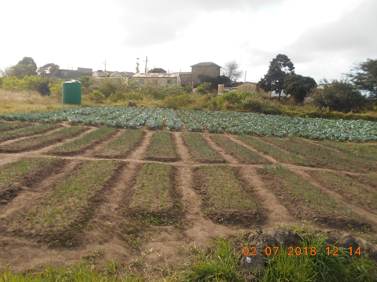ftfa's tweet photo. Emvelo Wise Youth group from Folweni, eThekwini are proving to be a committed and dedicated group of youth. Their gardens depict excellent winter crop care, pest management and production planning. #MarketGardens #WhatDevelopmentLooksLike https://t.co/VLAjtE4Wty