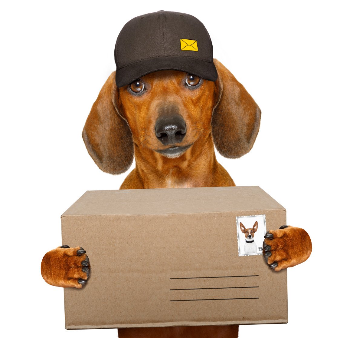 MovingAdelaide's tweet image. Shipping your beloved pets to Australia can be a daunting &amp;amp; stressful experience. With this in mind, we've put together a handy article which walks you through the steps required to ship your cats and dogs to Australia. aumigforu.ms/2LxXMZo