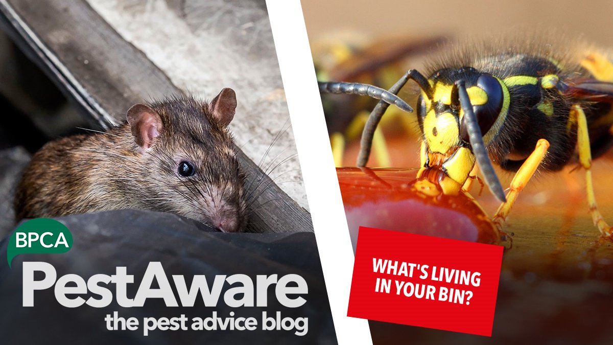 We were in the news a lot last week talking about protecting yourself from rats and wasps. Here's some practical advice for keeping #wasps and #rats out of your bins #PestAware  ow.ly/eUvc30lb1ZH