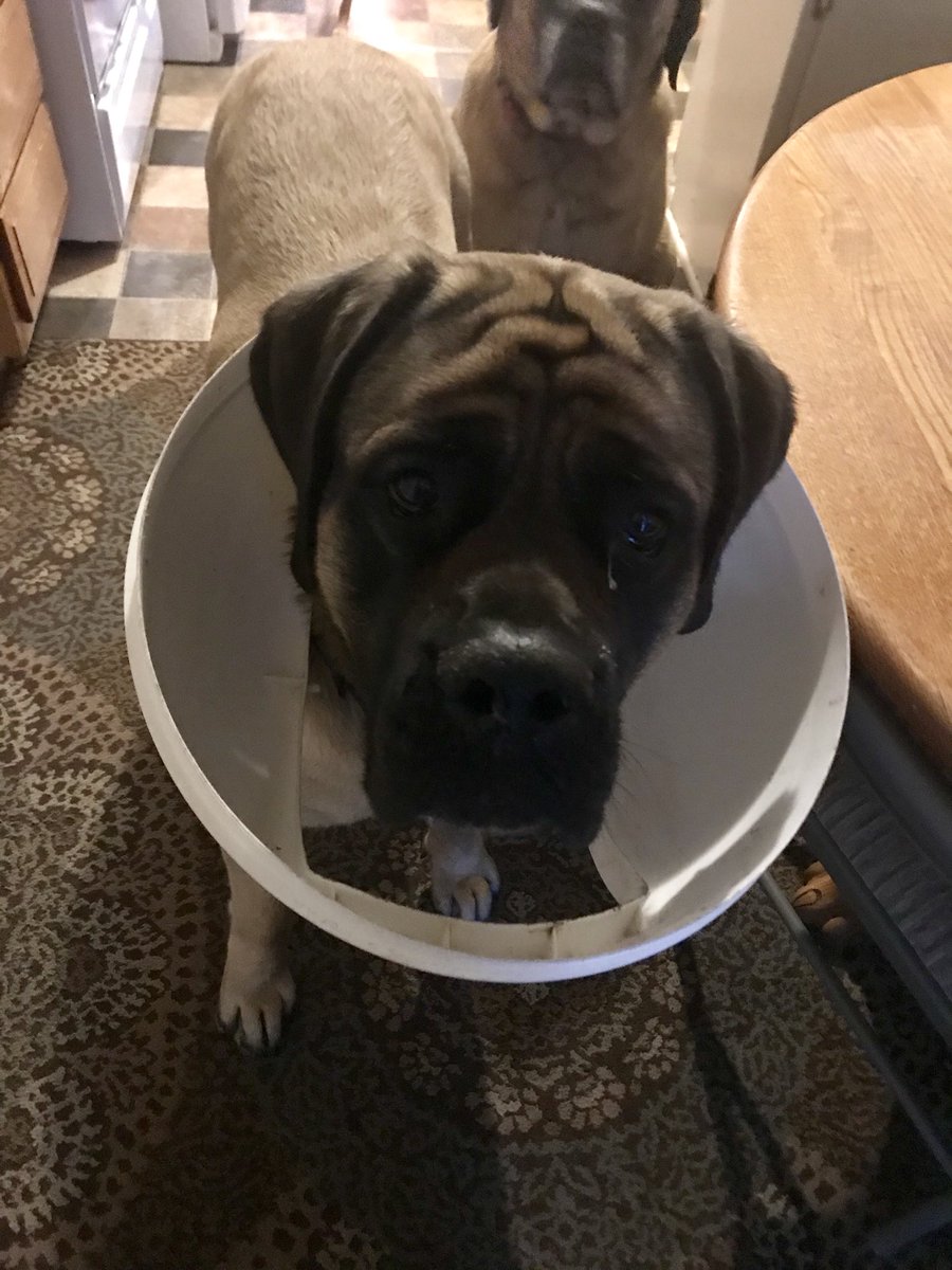 kboyer3's tweet image. When your head is too big to get into the garbage gracefully... #mastiffproblems #dogsoftwitter #HazelGraceMastiffFace