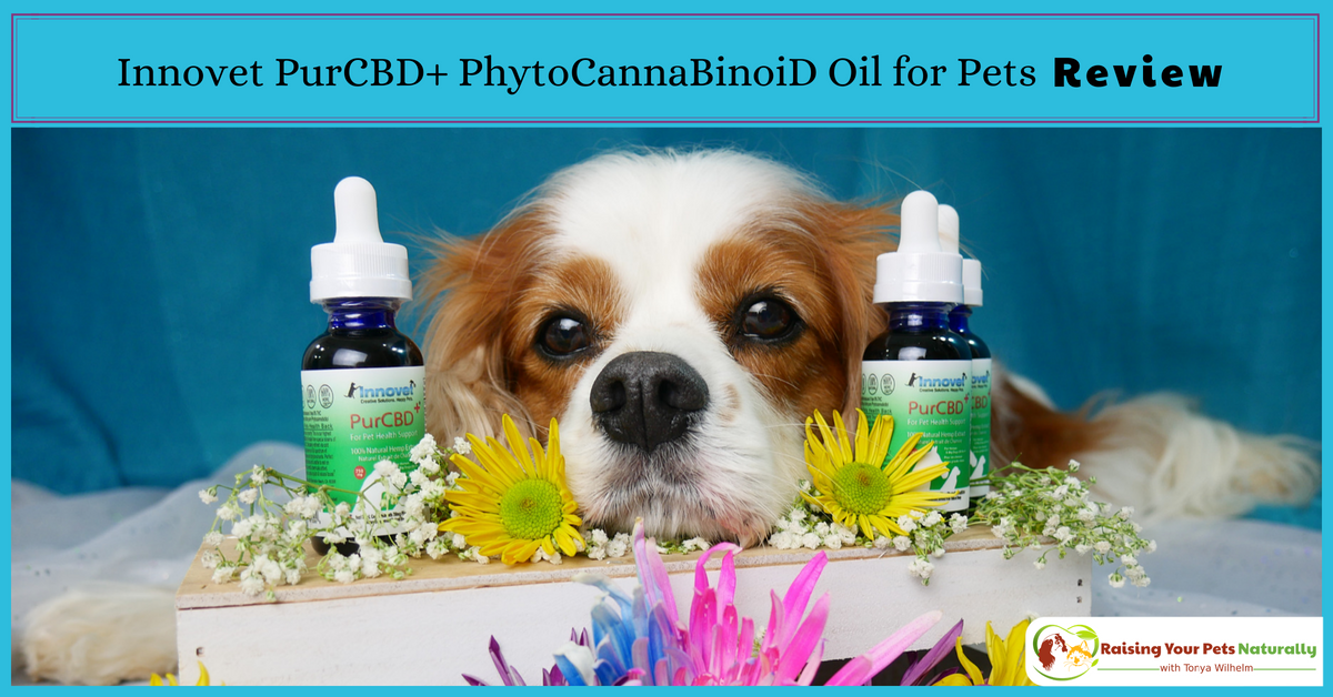 dogtrainer4ever's tweet photo. @InnovetPet1 PurCBD+ PhytoCannaBinoiD Oil for #Pets Review. #sponsored Learn how to find the best #cbdoil for your #pet. →https://t.co/ac51qcrU3u #cbdfordogs #hemp #cbd #cbdoilfordogs #cbdoilforpets #potforpets #hempfordogs #hempfordogs #hempforpets @dogtrainer4ever https://t.co/NooAoyVWkd