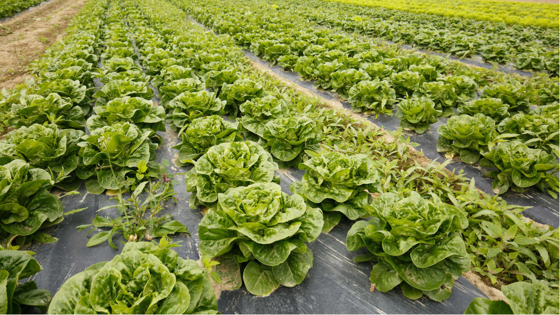 ResRevPolymer's tweet image. Groundbreaking #polymer could fix agriculture's plastic #pollution problem. Read more about research in polymer field at bit.ly/2tiDyrq #ResRevPolymer #MondayMotivation