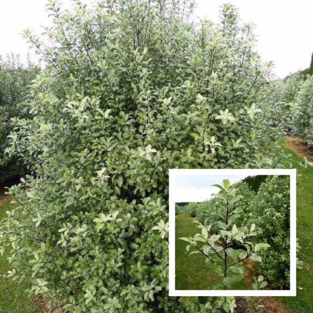 Another #pittosporum that has started is #Fiesta !! A lovely green and delicate cream colouring, a good substitute for the slowing #Cassiescream and #Irene crops. #newzealandbloom #foliage #green #buybloom #webshop