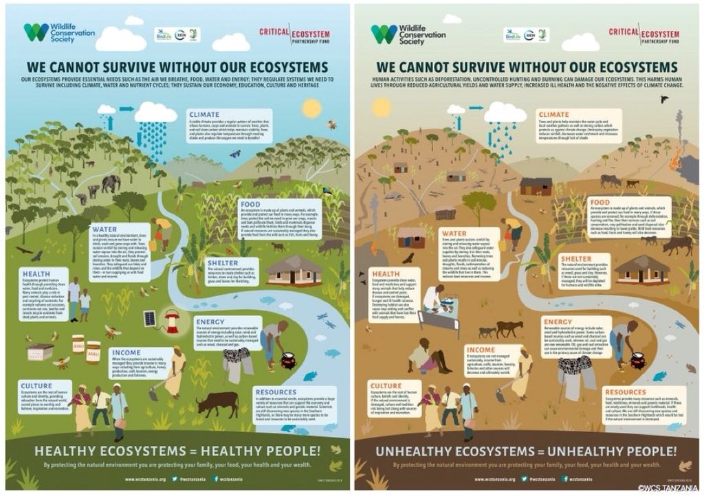 Also protects. Ecosystem services. Инфографика Plants ecosystem. Ecosystem ecology. Ecosystem перевод.