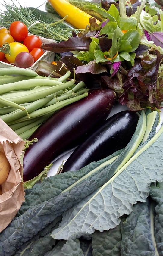 SchoolFarmCSA's tweet image. Want to get your hands on some tasty local #organic veg? Don't worry, you haven't missed the boat, we are now taking mid-season sign-ups to our #Totnes based veg box scheme- schoolfarmcsa.org.uk/membership