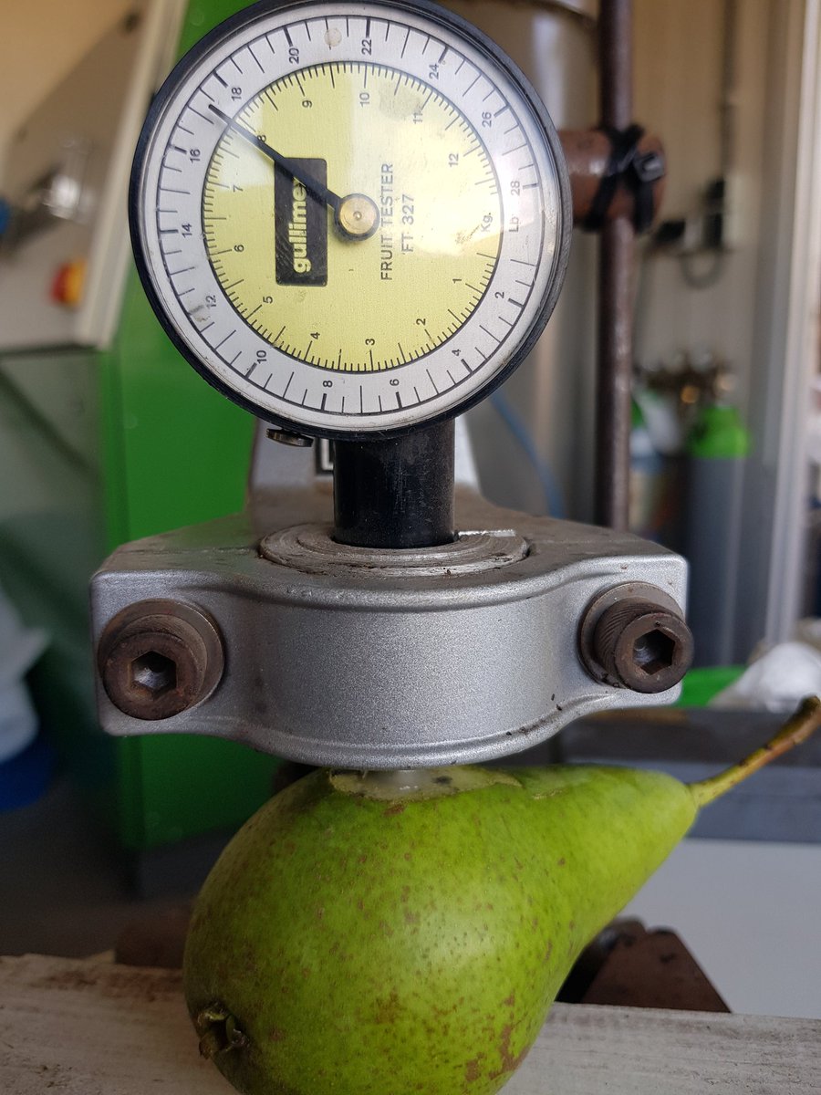 JohnKusters's tweet photo. Vandaag de eerste meting pluktijdstip. Peer erg zoet en nog voldoende hard. @NFOfruit #fruitigste @ConferencePeren https://t.co/FrXysIaj3t