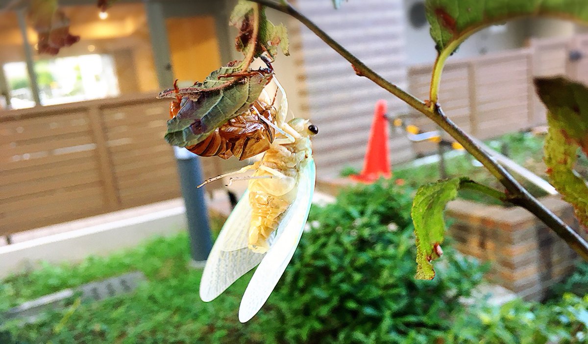 大五郎 (daigorosake) Twitter