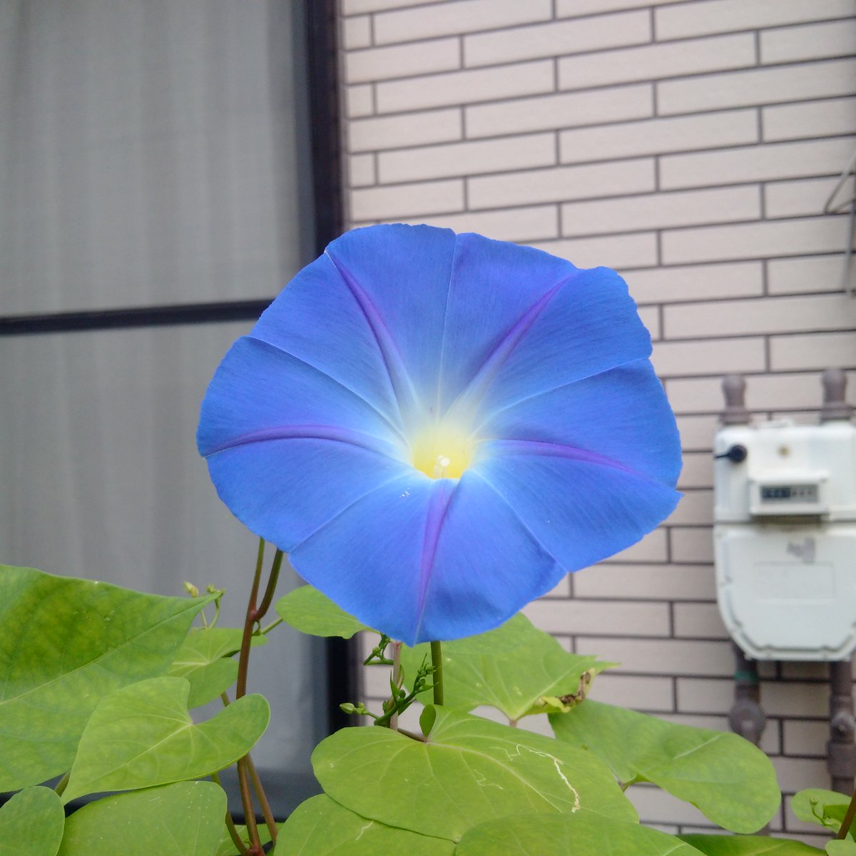 ゆうきゆうき Ar Twitter おんなじ西洋朝顔でも こんな白いやつもあります これはフライングソーサーって種類で 本当は白と青の模様 になる筈がうちのは白が強すぎました ピンクの小さなのはまた別の朝顔でマルバアサガオです