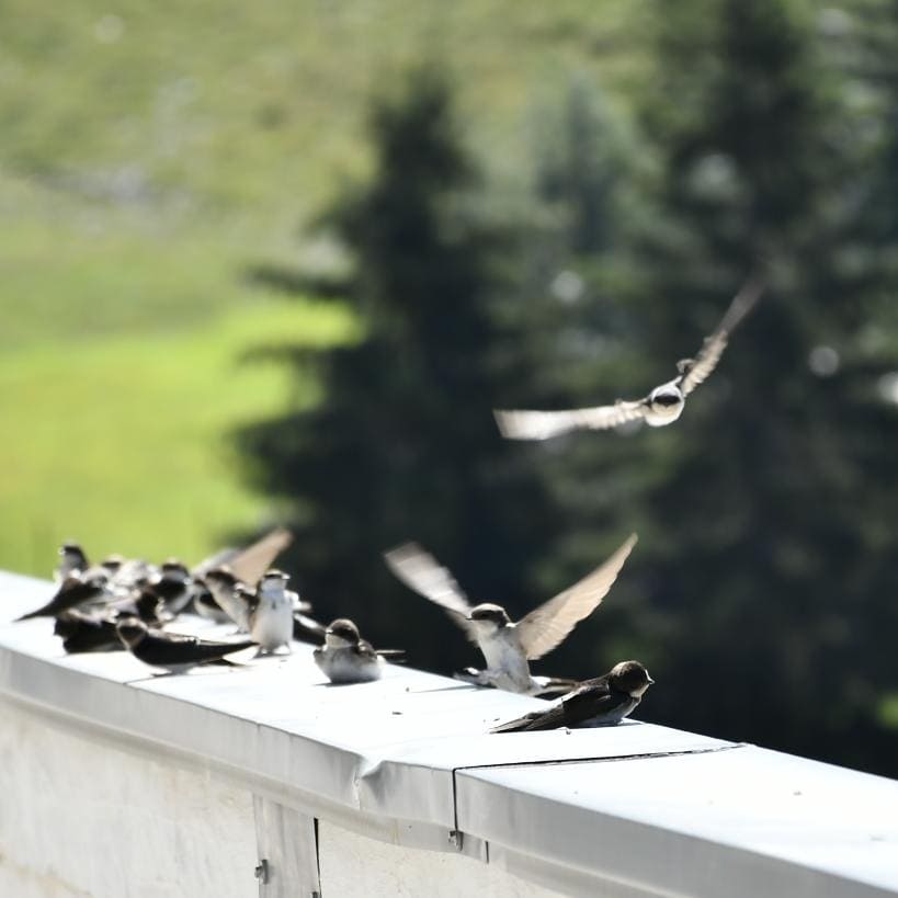 Multi_Baqueira's tweet photo. Mira quién nos ha visitado está mañana en #Multibaqueira #orenetes #vistes #natura #apartament1015 #ValdAran #natura https://t.co/gCMa00Uow0