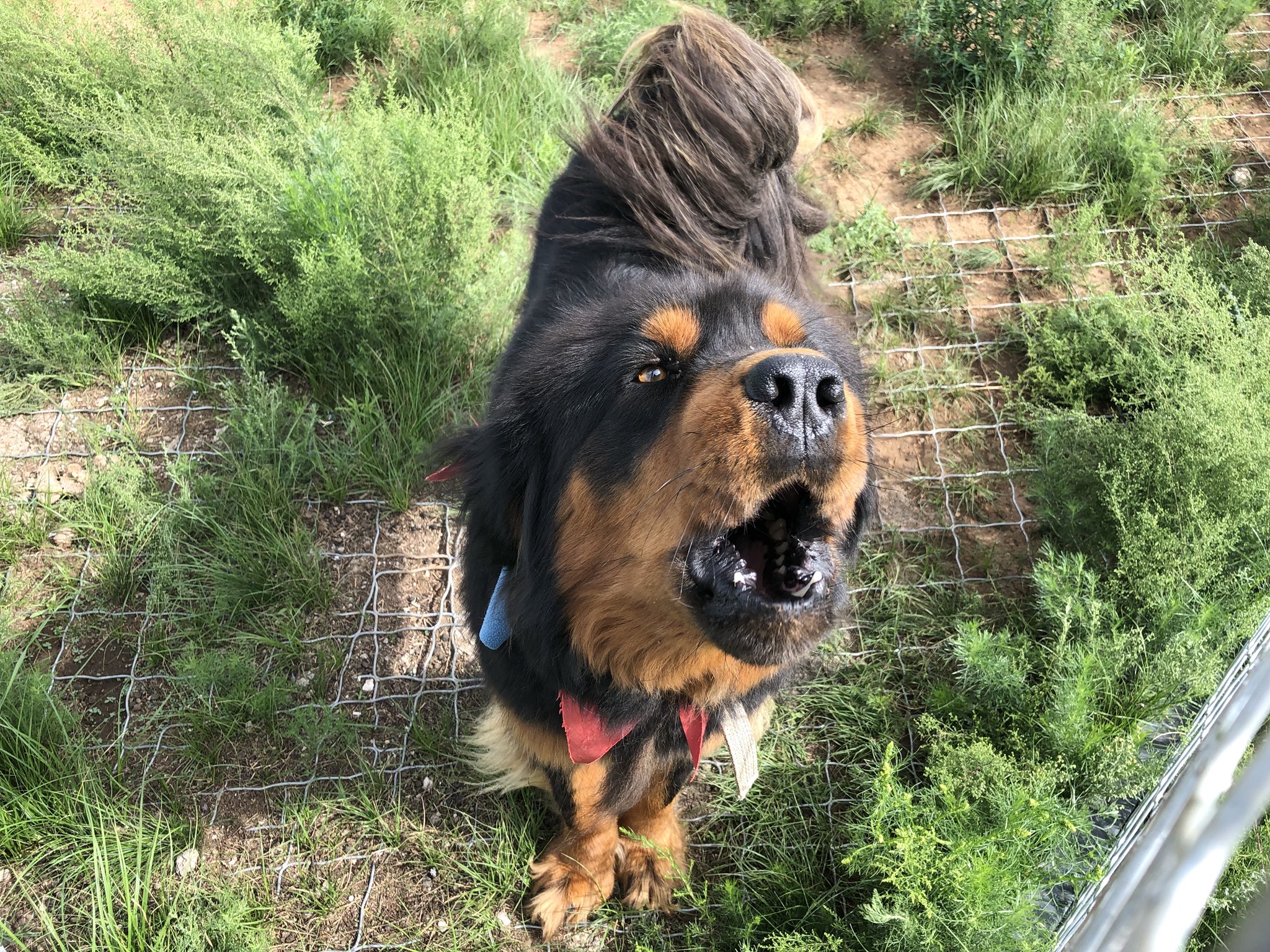 Are Dogs Almost Extinct