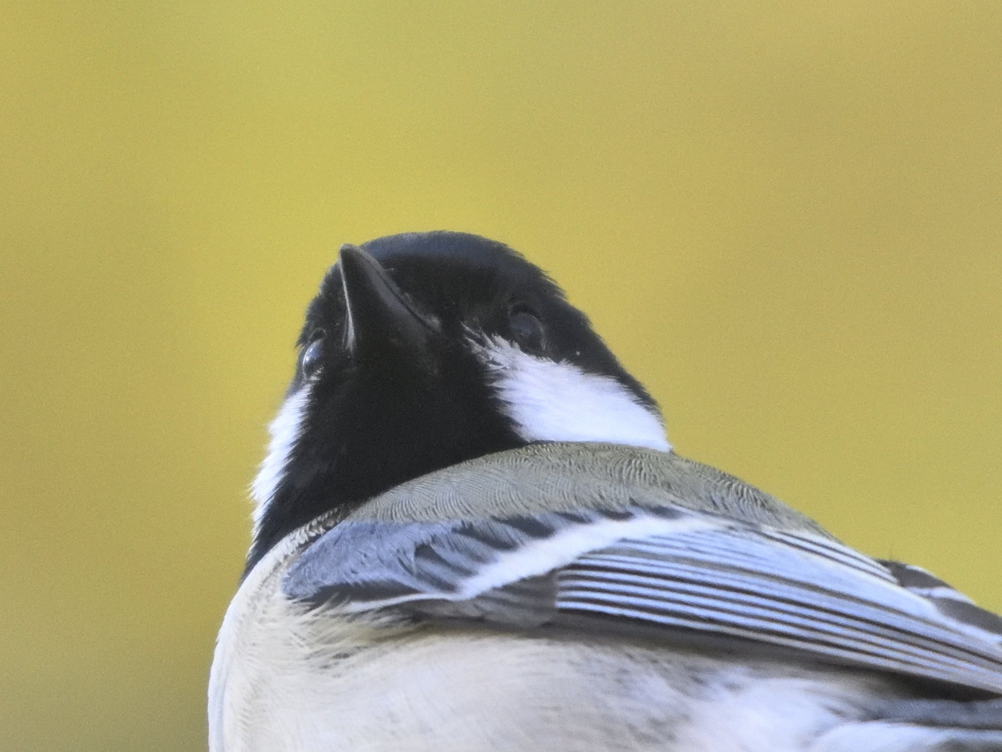 都市公園の野鳥 в X: „シジュウカラのお顔をクローズアップで見