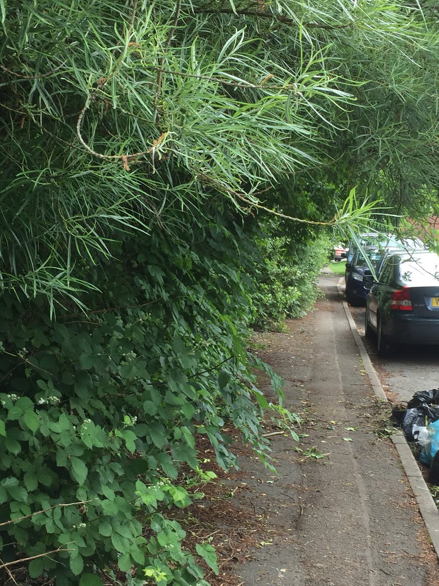 Tarling Road footpath finally cleared and ready for the East Finchley Explorers ‘bring and share’ Picnic on Brownswell Green and an eco-blitz of this wonderful wild woodland. Join us between 11.30 and 3, Sunday 5th Aug to learn about its ecology and share ideas for the future.