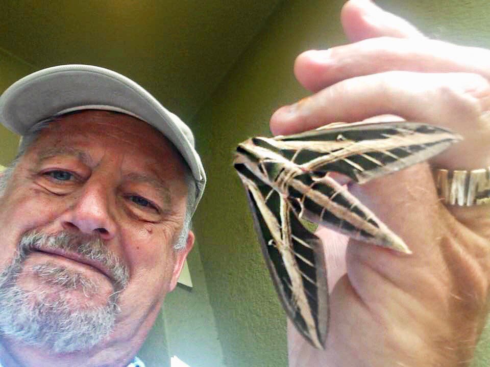 ApexPestFL's tweet photo. Check out this Sphinx Moth that Lee from Orlando sent in. Looks like a Boeing 747 ✈️ #apexpestcontrol #apex #fumigation #wood #infestation #treatment #warranty 
#miami #pestcontrol #termitecontrol #PestManagement #jacksonville  #property #treatment https://t.co/n81vhWnvyd