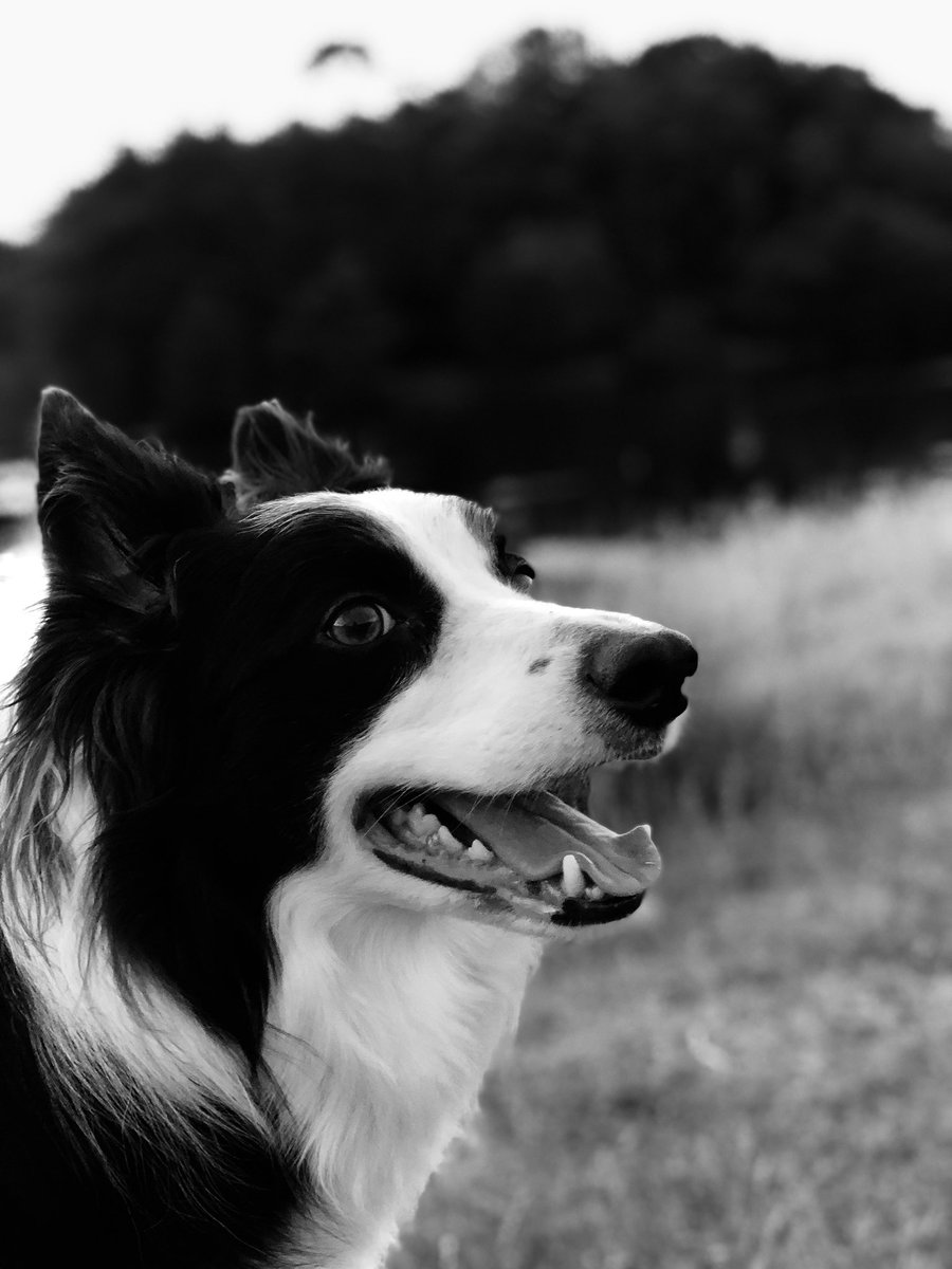 KyleSLYC's tweet photo. Day 1 of 7 of #Blackandwhitephotos No people. No explanation.  I was nominated by Councillor @MarkHorshamSNP. Today I nominate my partner in crime at the Scottish Youth Parliament @ReeceMSYP https://t.co/paQmOtoGCQ