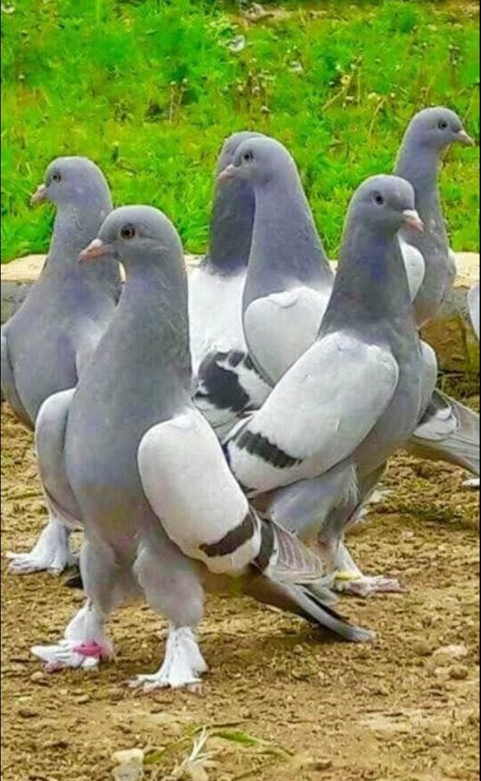 Nikuboruah1's tweet photo. A peaceful birds.#peigon..
 ........good evening........ https://t.co/GLthpBmUjX