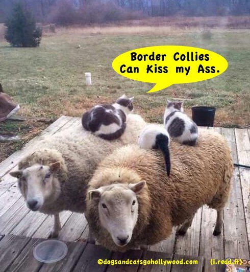 Dogs & Cats go Hollywood Creates Funny Cats & Dogs tweet media