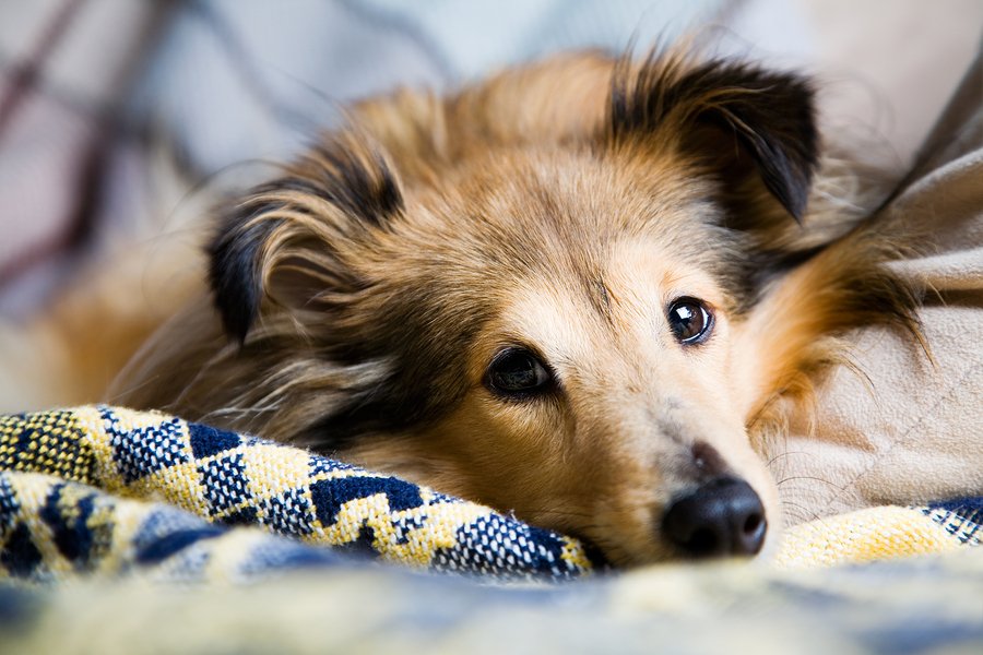 ripfleas's tweet photo. #Fleas are no longer just a summer problem! Protect your home for up to 12 months with R.I.P Fleas Extra https://t.co/1kXM4mvEvm #ripfleas https://t.co/A1Czvw5pzf