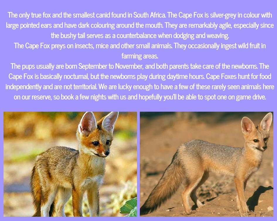 Amazing sightings at Black Leopard Camp@leopard_camp
Experience this unique reserve!
For more information email us on info@blackleopardcamp.com
#blackleopardcamp #blackeagleview