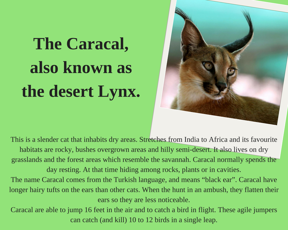 Amazing sightings at Black Leopard Camp@leopard_camp
Experience this unique reserve!
For more information email us on info@blackleopardcamp.com
#blackleopardcamp #blackeagleview