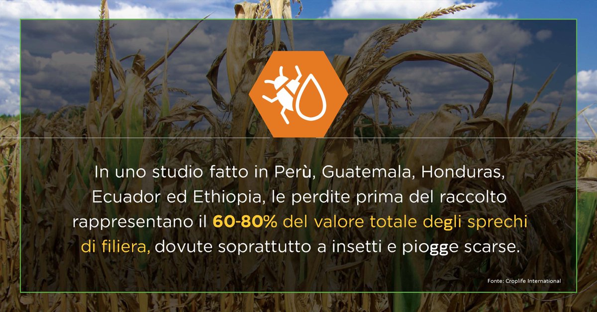 GMOInfo_IT's tweet photo. Grandi quantità di #cibo si perdono prima ancora del raccolto in #SudAmerica e #Africa. CropLife International @CropLifeIntl segnala alcuni dati.
#ricerca #innovazione #biotech #agricoltura #30luglio
Leggi qui: https://t.co/kZoqcx12Uw https://t.co/YrO23P3yUE